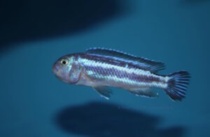 Pseudotropheus cyaneorhabdos 'Maingano Island'